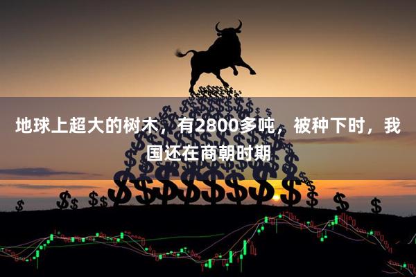 地球上超大的树木，有2800多吨，被种下时，我国还在商朝时期
